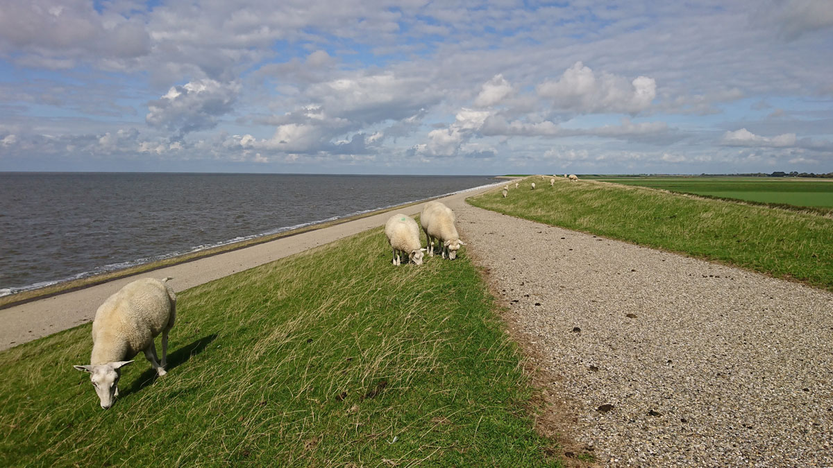 Rustig grazende schapen op de dijk tussen de Waddenzee en Sexbierum
